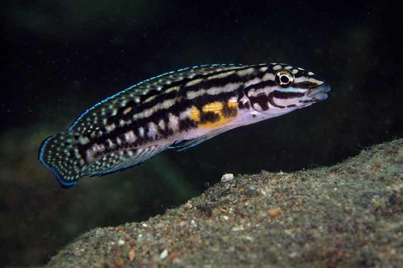 Julidochromis cf. marlieri 'Katili'